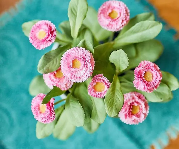 Wein-quartier Leo Pazen